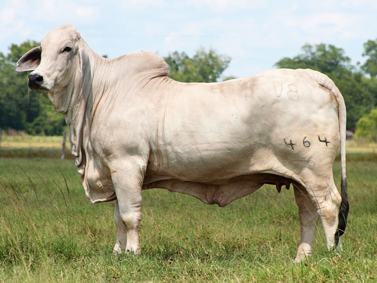 Cow